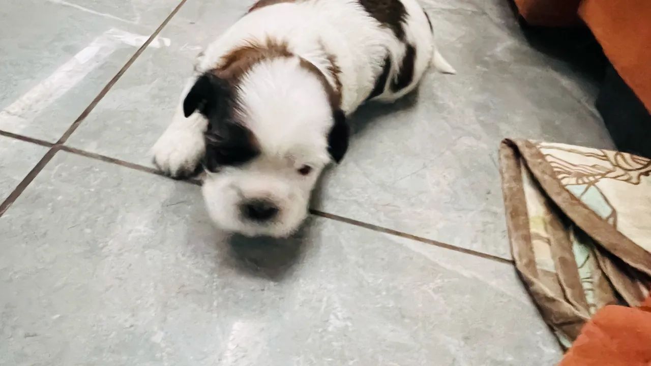Cachorro Shitszu  - Foto 2