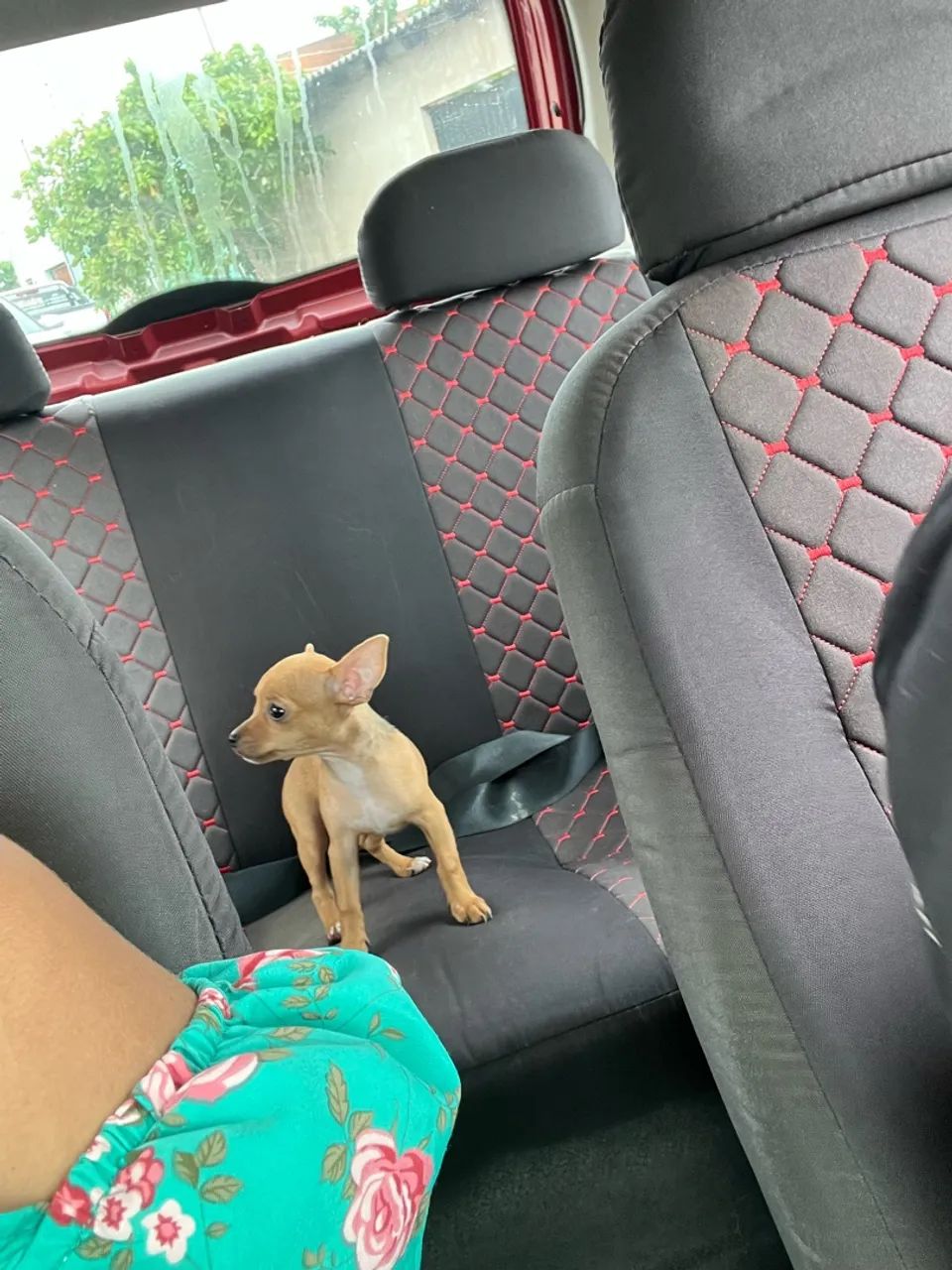 Pinscher  - Foto 2