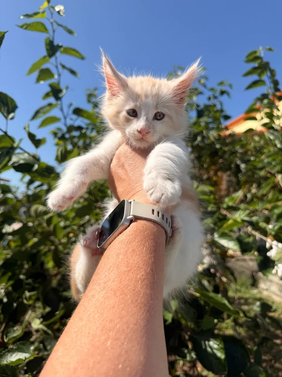 Filhotes Maine Coon o gato Gigante  - Foto 4