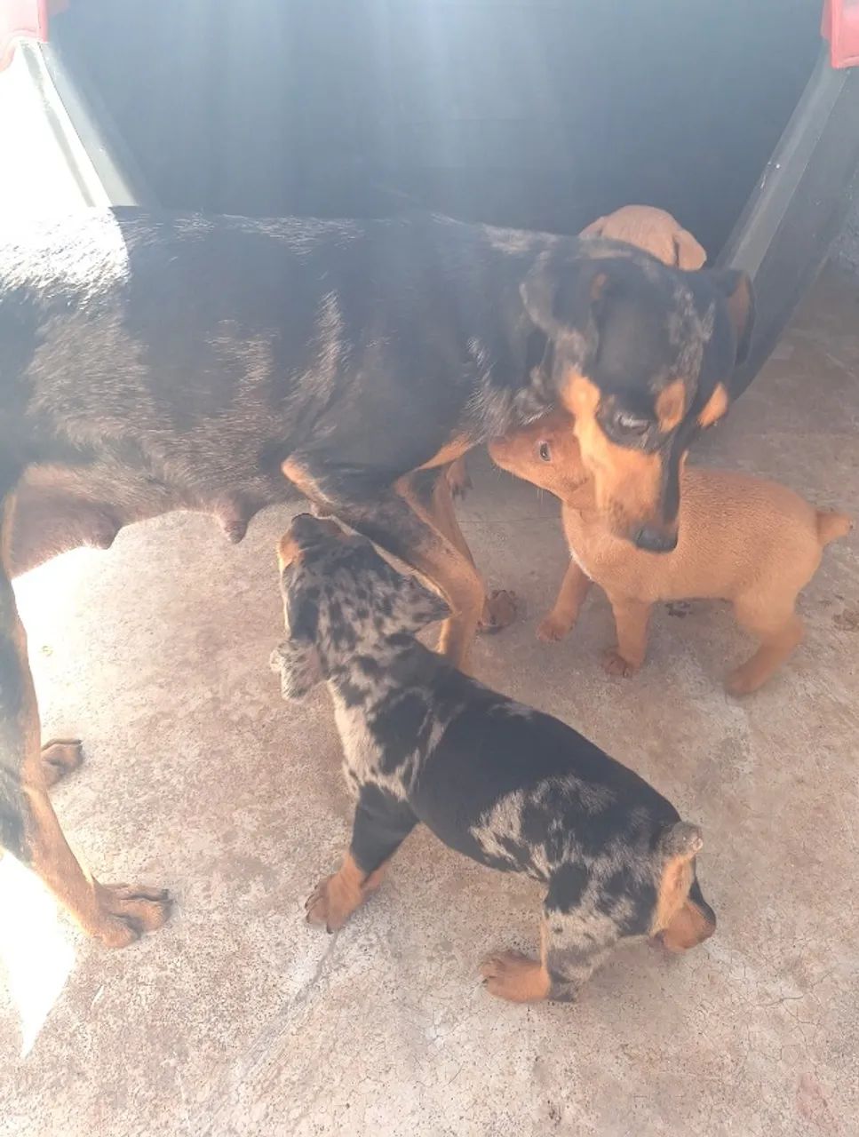 Lindos filhotes de Pinscher - Foto 5