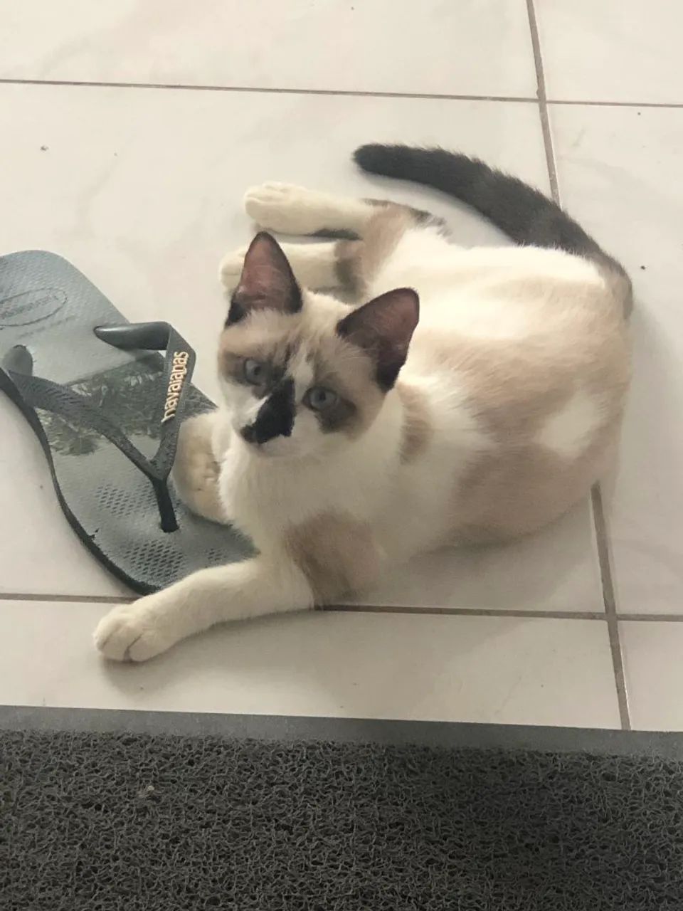 Fêmea gata