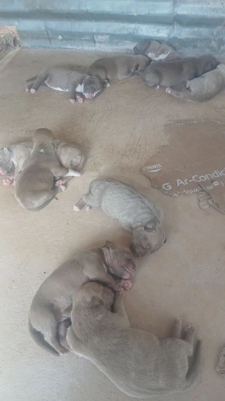 Animais