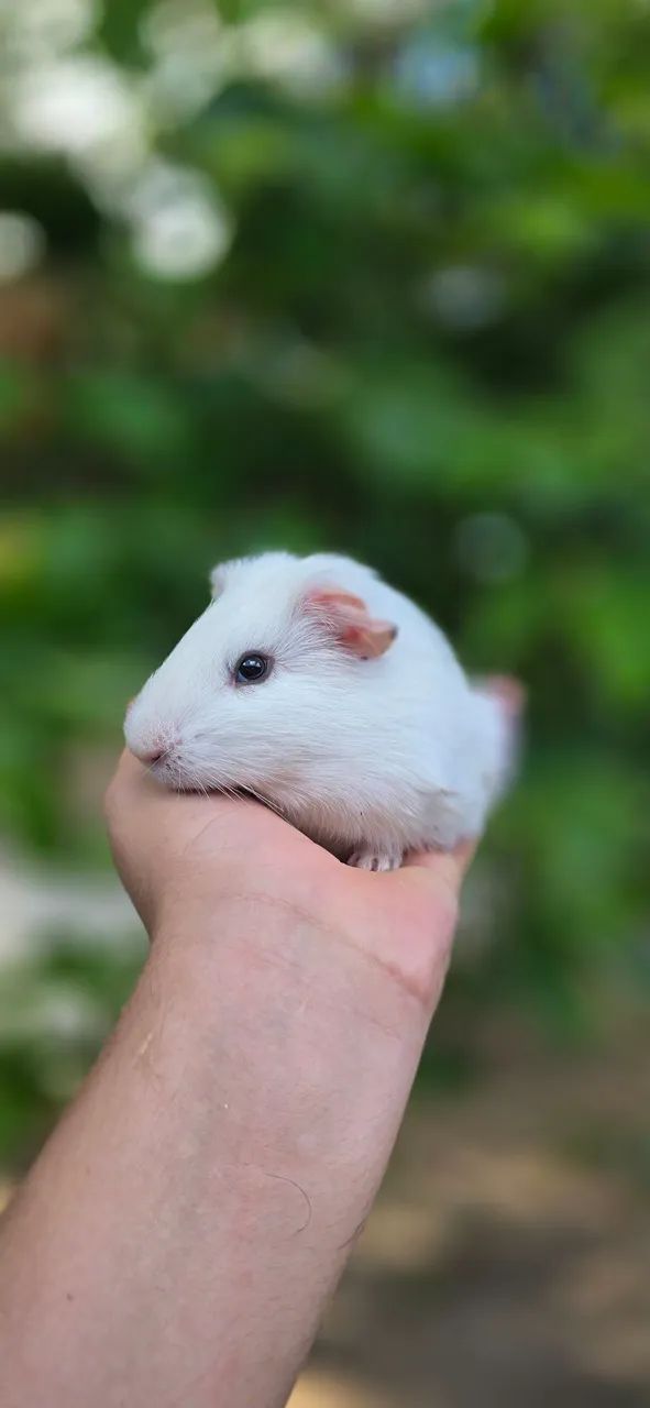 Porquinhos da india  - Foto 5