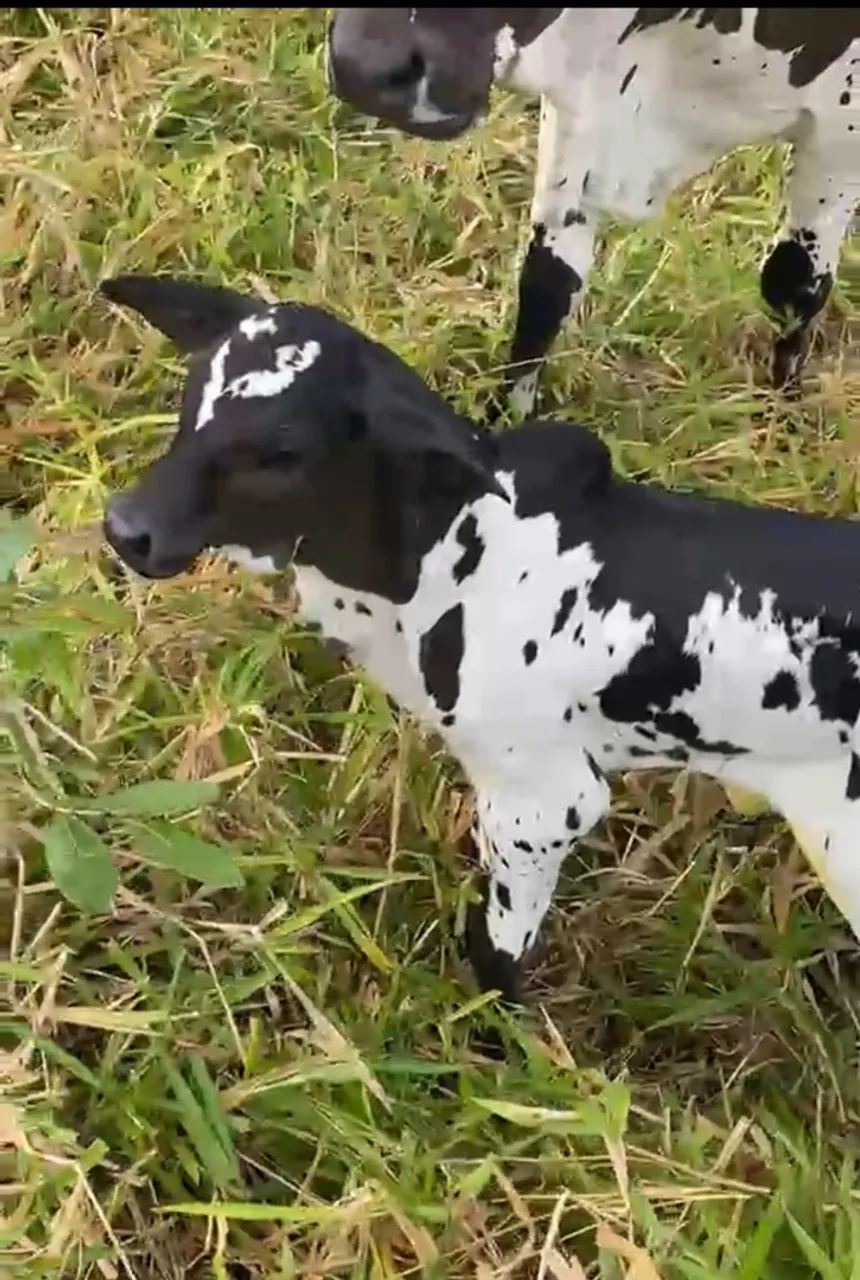Vendo fazenda  - Foto 2