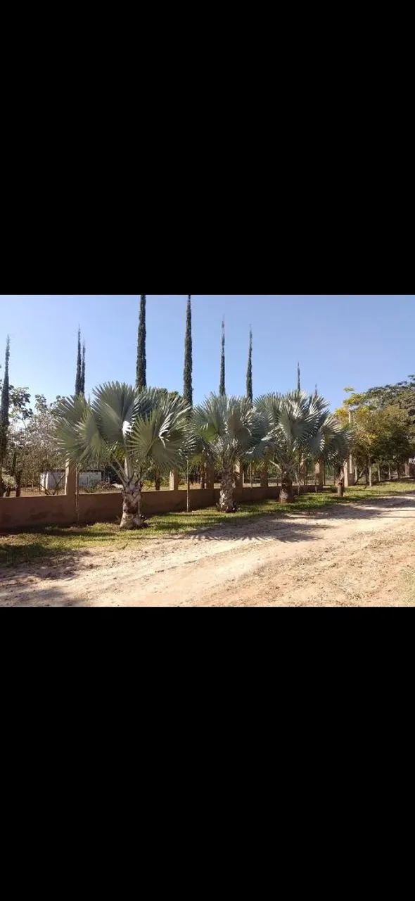 Terreno Santa Maria da Serra  - Foto 5