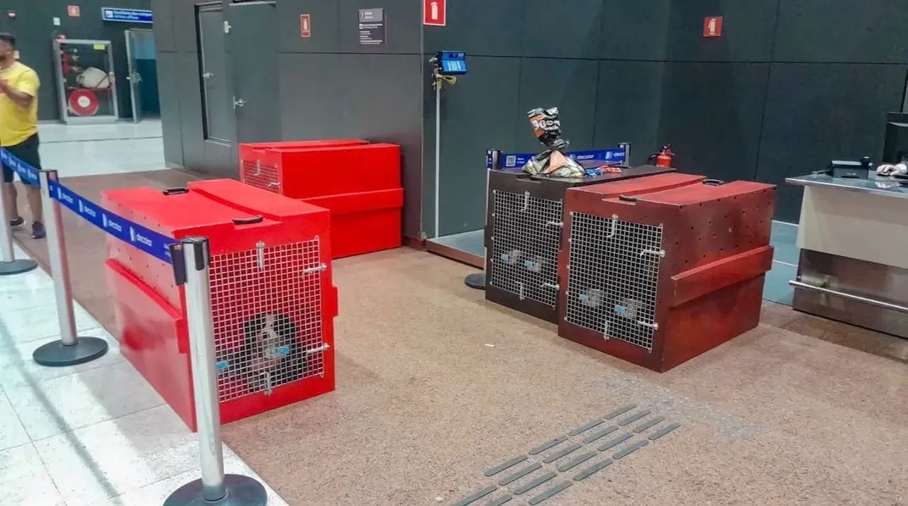 Caixas Padrão IATA Transporte Pet Aéreo  - Foto 5