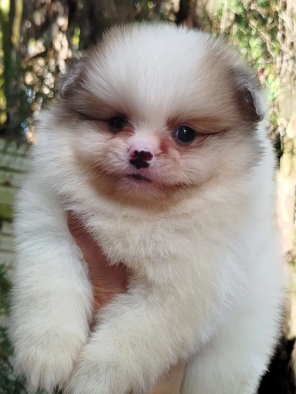 Spitz alemão anãozinho  - Foto 2