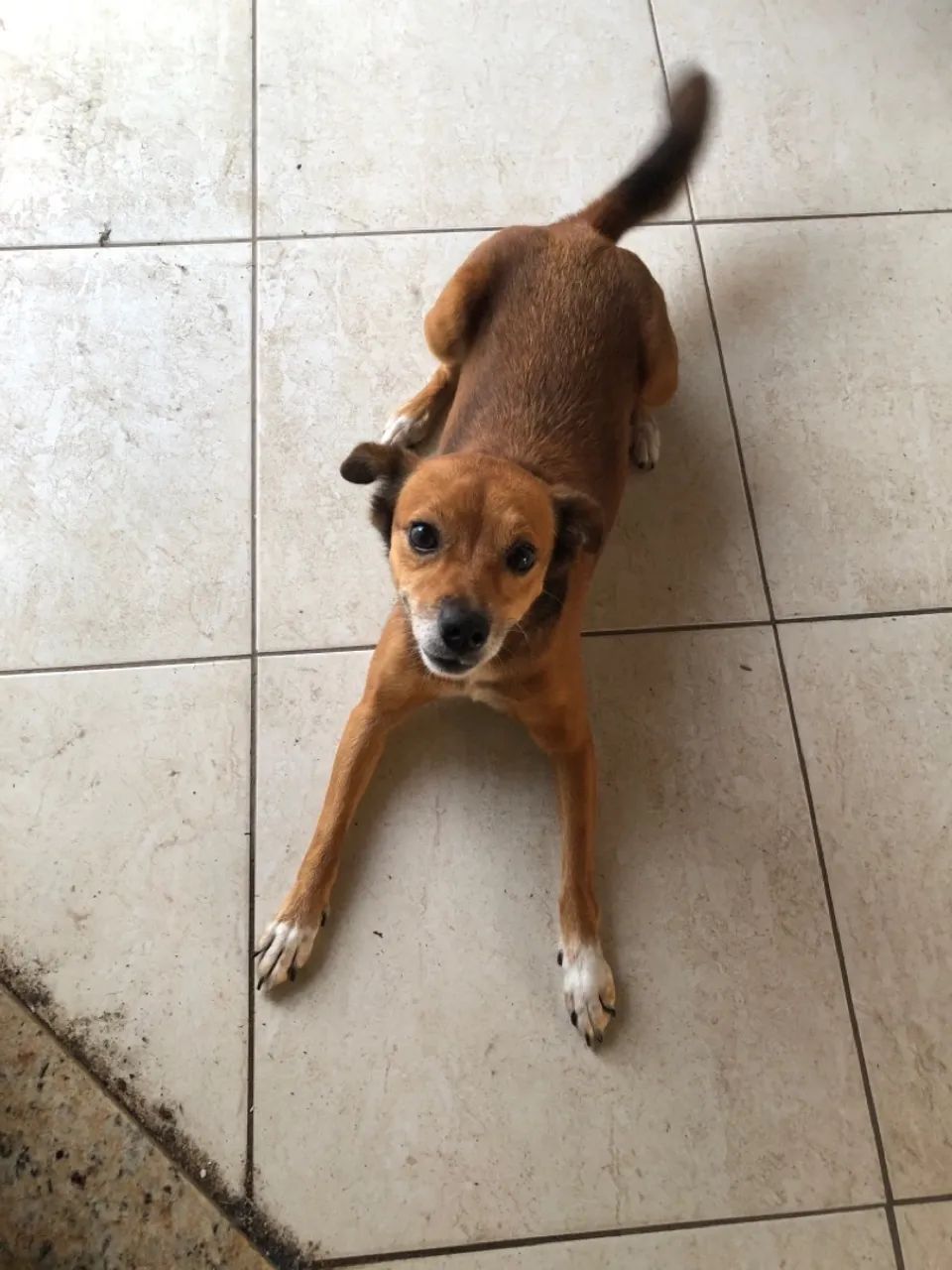 Adoção responsável  - Foto 2