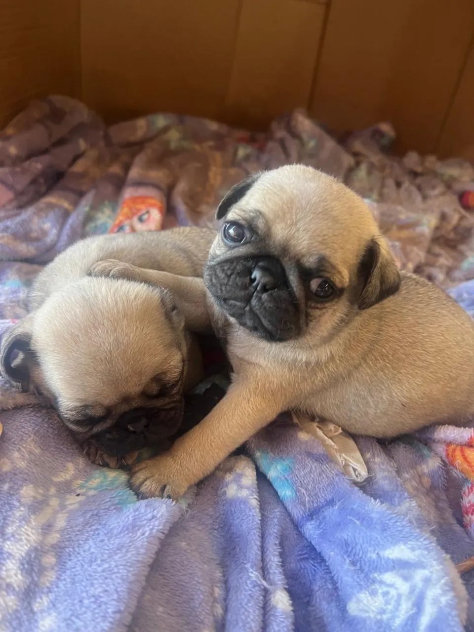 Pug macho  - Foto 2