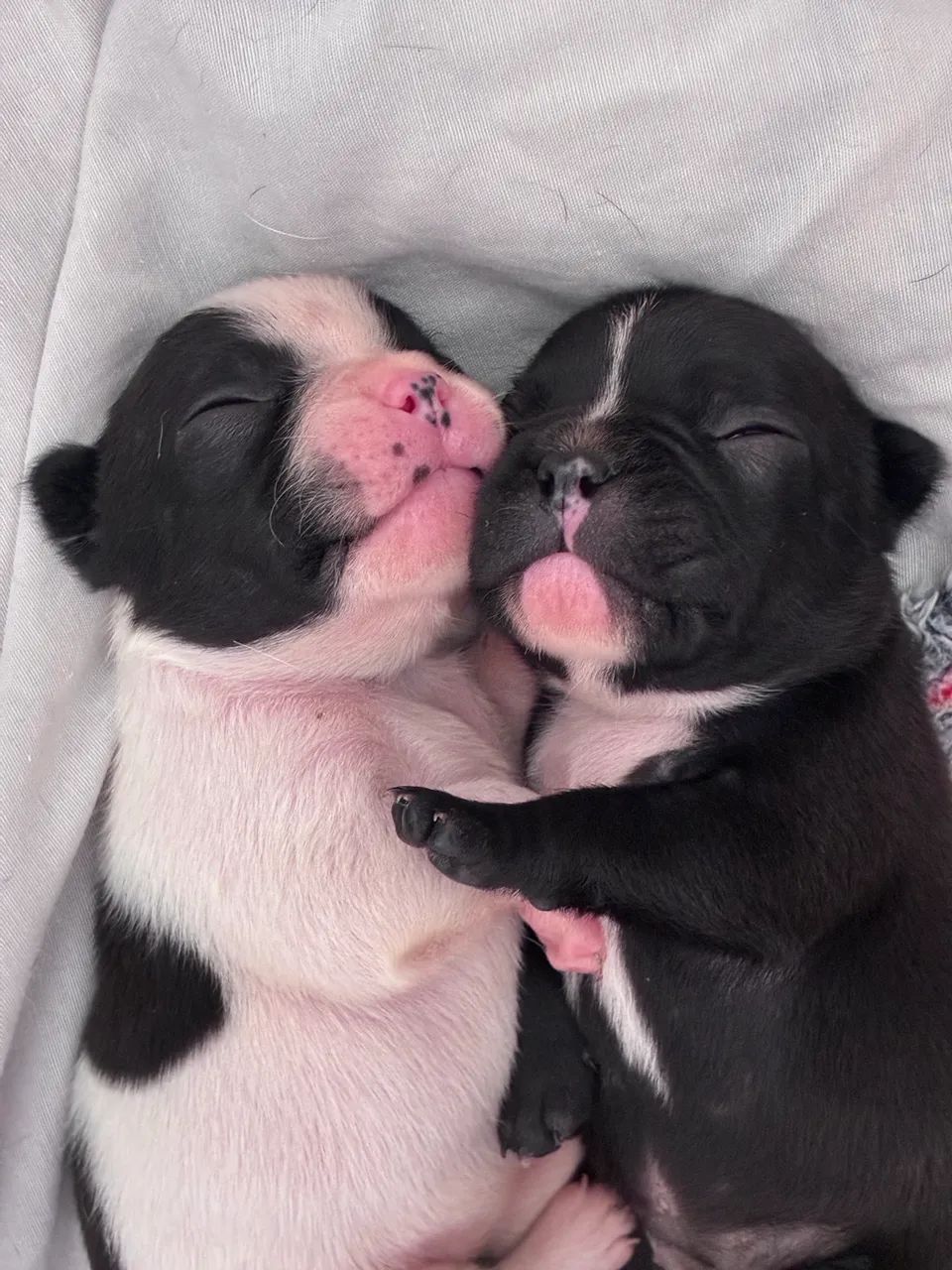 Buldogue Francês  - Foto 3