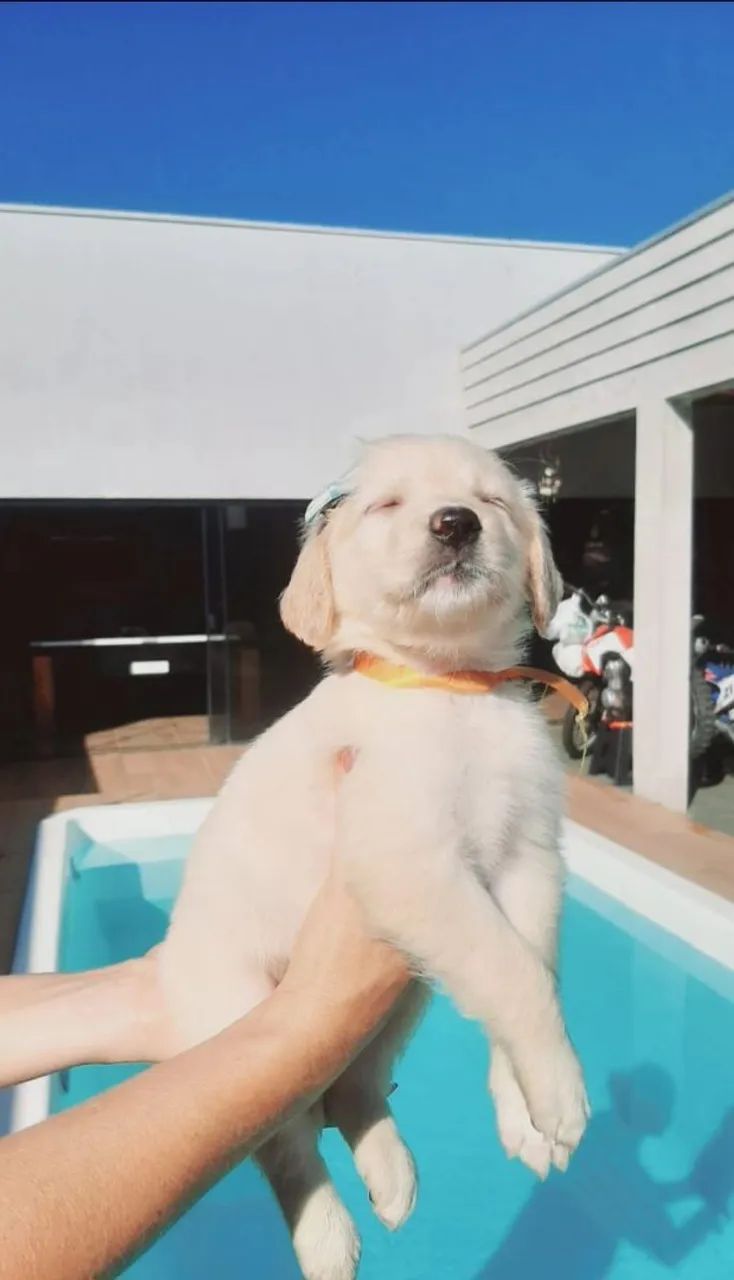 Goldem retriever macho! Valor 2.500 - Foto 2