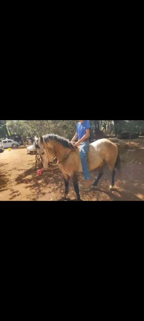 Vendo cavalo QM tordilho  - Foto 6