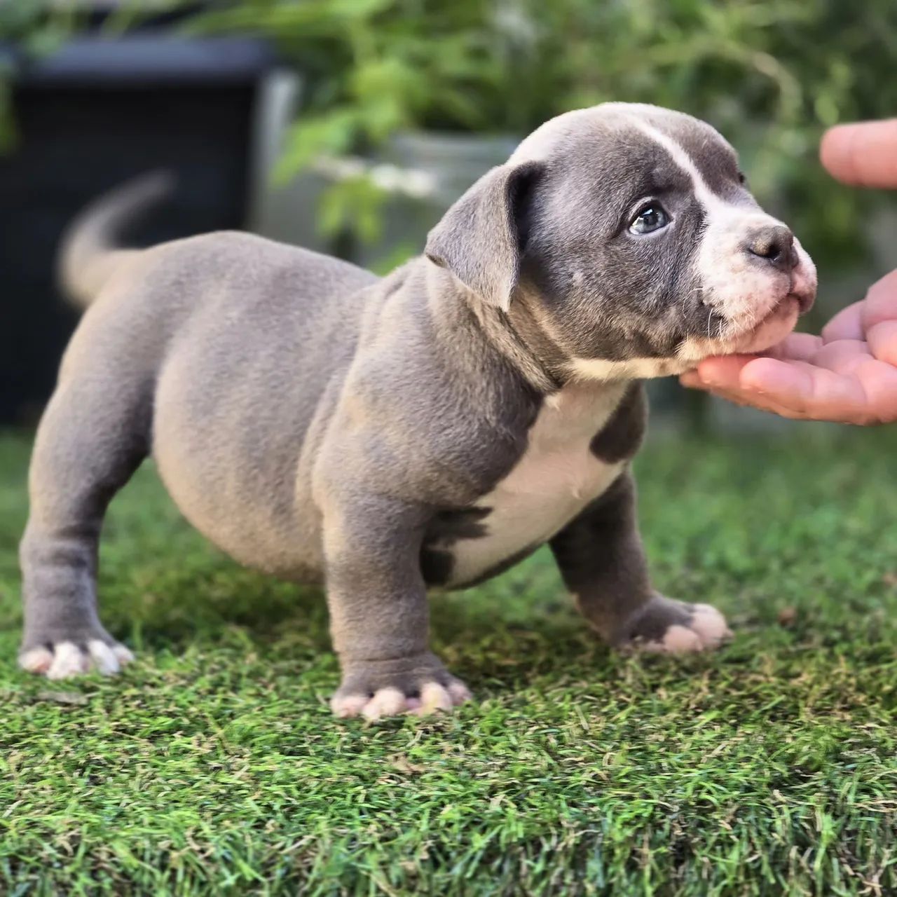 American bully a partir de 2499 - Foto 2
