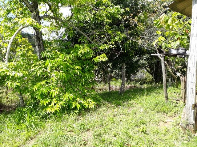 Sítio em Itacaré - Bahia - Foto 12