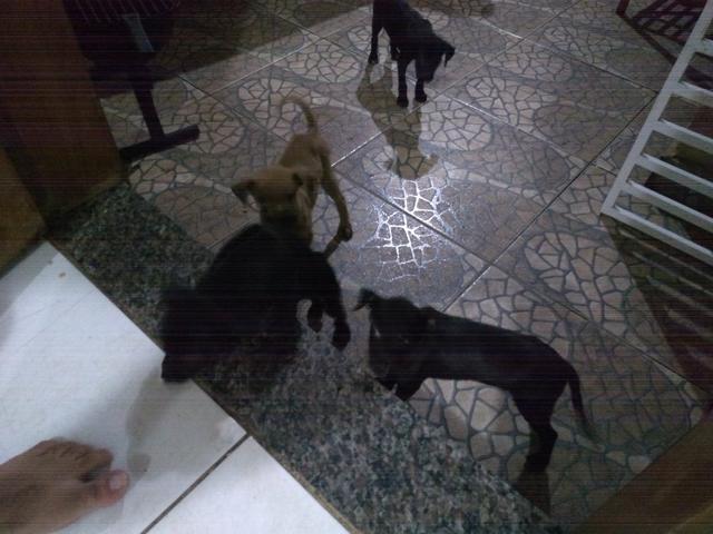 Cachorrinhos - Foto 2
