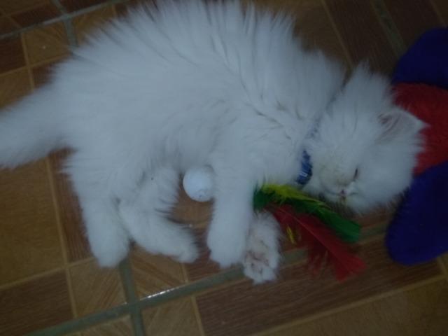 Gato Persa heterocromia - Foto 3