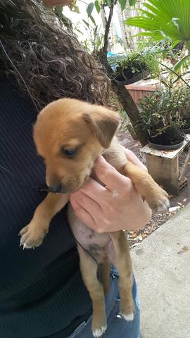 Doação de cachorro 3 filhotes - Foto 2
