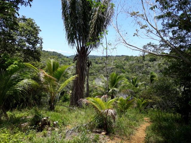 Sítio em Itacaré - Bahia - Foto 8