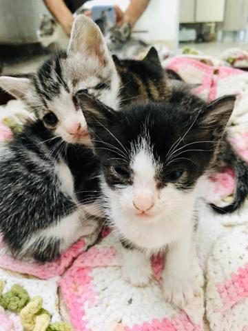 Gatinhos para doação - Foto 2