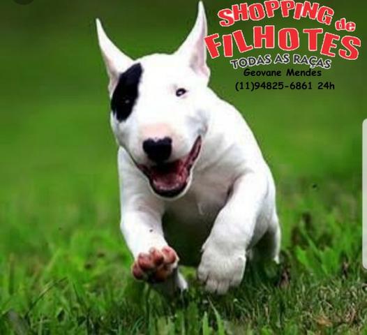 Bull Terrier Inglês, somos a unica rede com clinicas veterinarias, chamar what's
