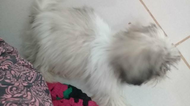 Shith Tzu - Foto 3