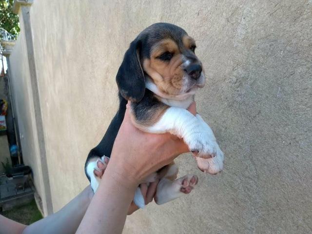 Lindos filhotes,com pedigree e vacinados - Foto 4