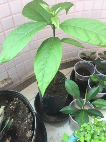 Muda Abacate, Laranja e Mamão - Foto 2