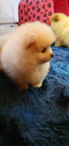 Lulu da Pomerânia/Spitz Alemão