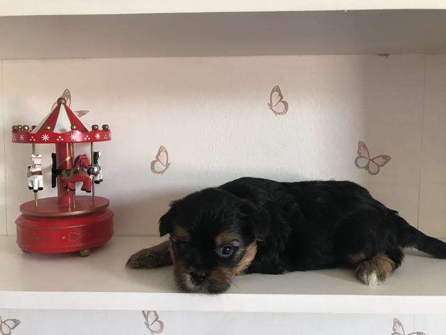 FILHOTES Shorkie-zus - Foto 5