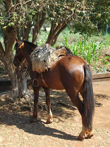 Cavalo crioulo - Foto 3