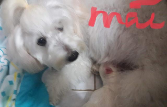 Filhotes de maltês - Foto 2