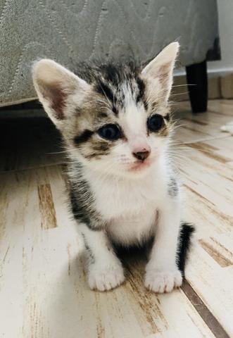 Gatinhos para doação - Foto 4