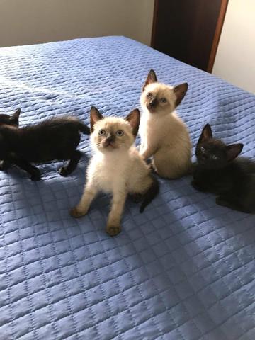 Doa-se lindos gatinhos com vale castração