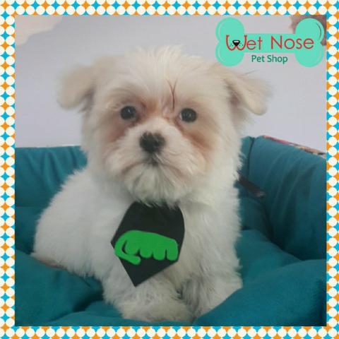 Lindo Macho de Maltes em Promoção Neste Feriado na Wet Nose