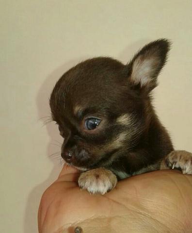 Chihuahua