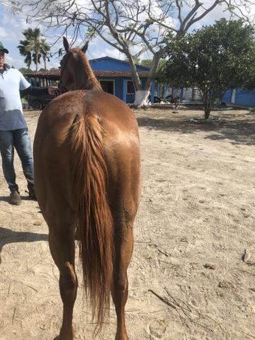 Égua quarto de milha, preço negociável - Foto 2