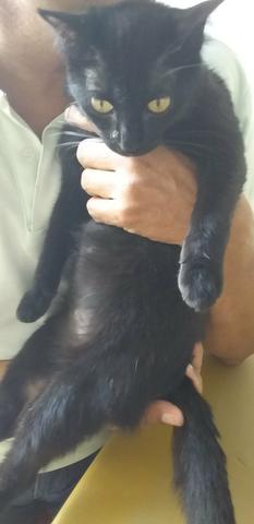 Doou gatinha de 9 meses