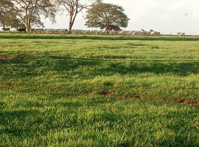 Fazenda - Foto 12