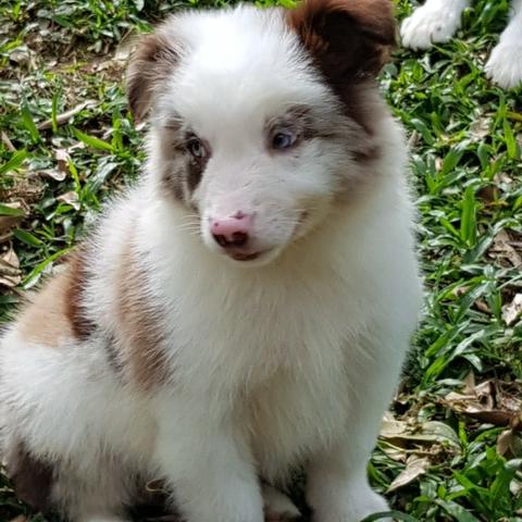 Lindos Filhotes Da Raça Border Collie !!! - Foto 3