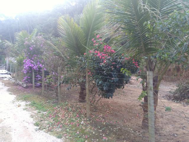 Vendo uma granja - Foto 5
