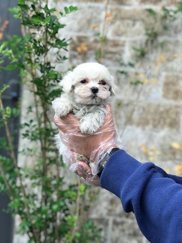 Maltês, filhotes tops e a pronta entrega! 7841 - Foto 2