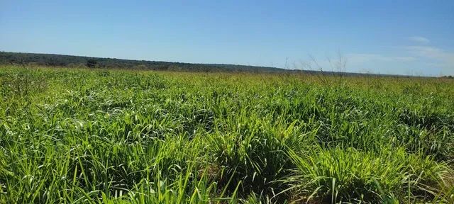 Fazenda em Guarai. 95 mil por alqueire. - Foto 4