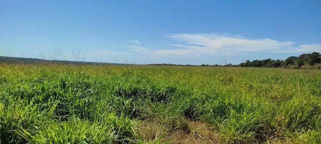 Fazenda em Guarai. 95 mil por alqueire. - Foto 5