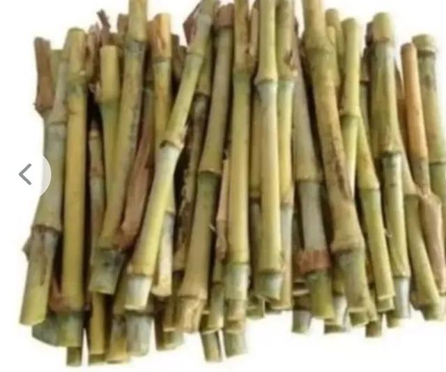 Mudas Brs Capiaçu  - Foto 3