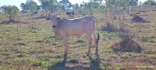 2 novilhas e 1 bezerro - Foto 3
