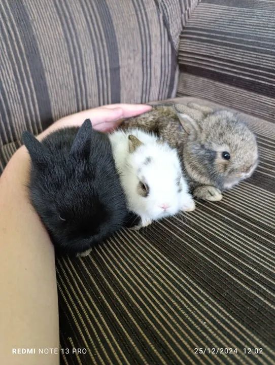 Vende-se mini coelhos - Foto 5