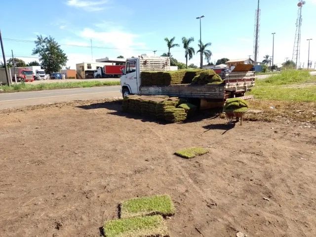 Grama esmeralda  - Foto 2