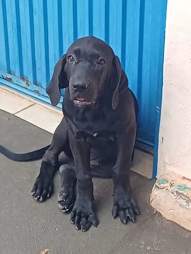 Fila brasileiro fêmea - Cachorros e acessórios - São Vicente, Araçatuba  1288639493