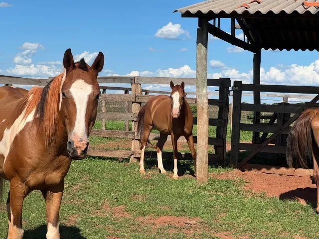 Potra a venda  - Foto 6