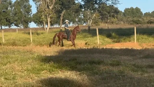 Cavalo Mangalarga alazão castrado registrado ABCCRM  - Foto 2